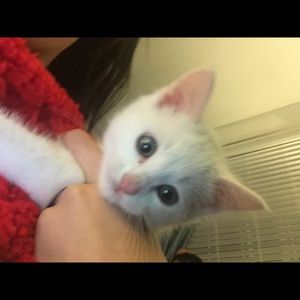 Meet your Posher, Shantel